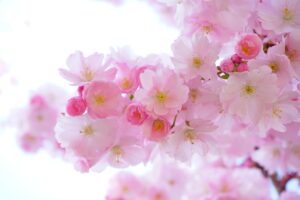 pink, beautiful flowers, cherry blossoms-324175.jpg